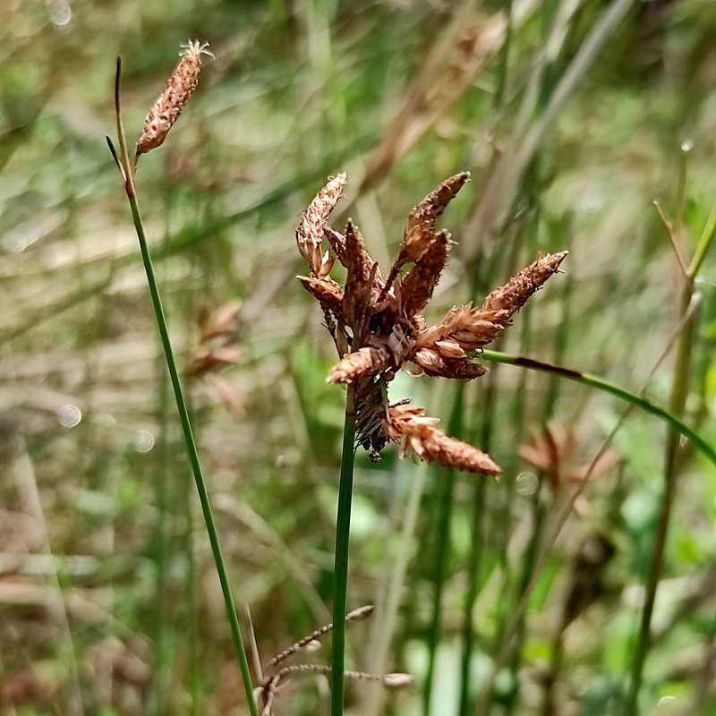 Bulrush photo 6