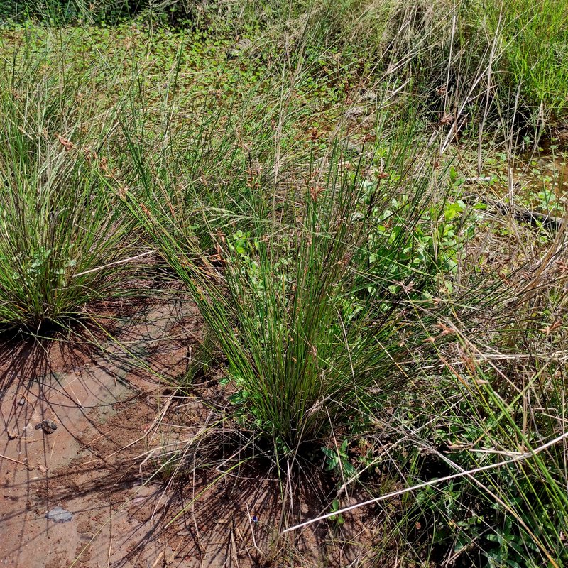 Bulrush photo 7
