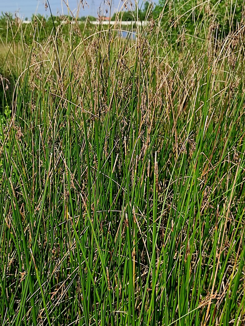 Bulrush photo 8