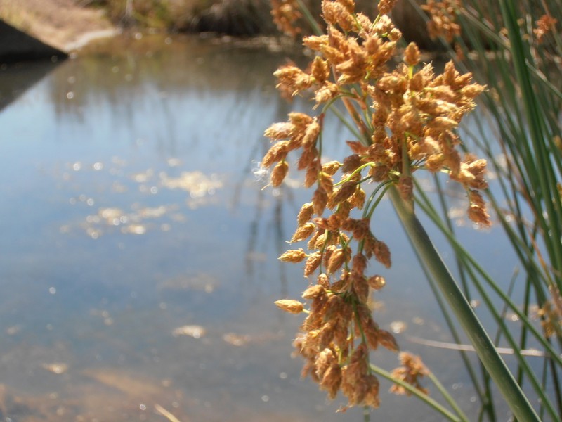 Softstem Bulrush photo 7