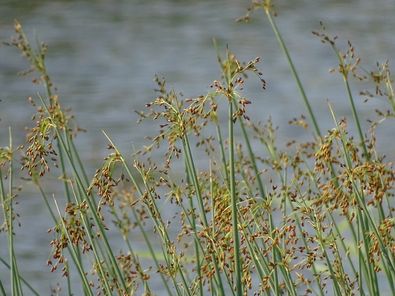 Softstem Bulrush photo 8