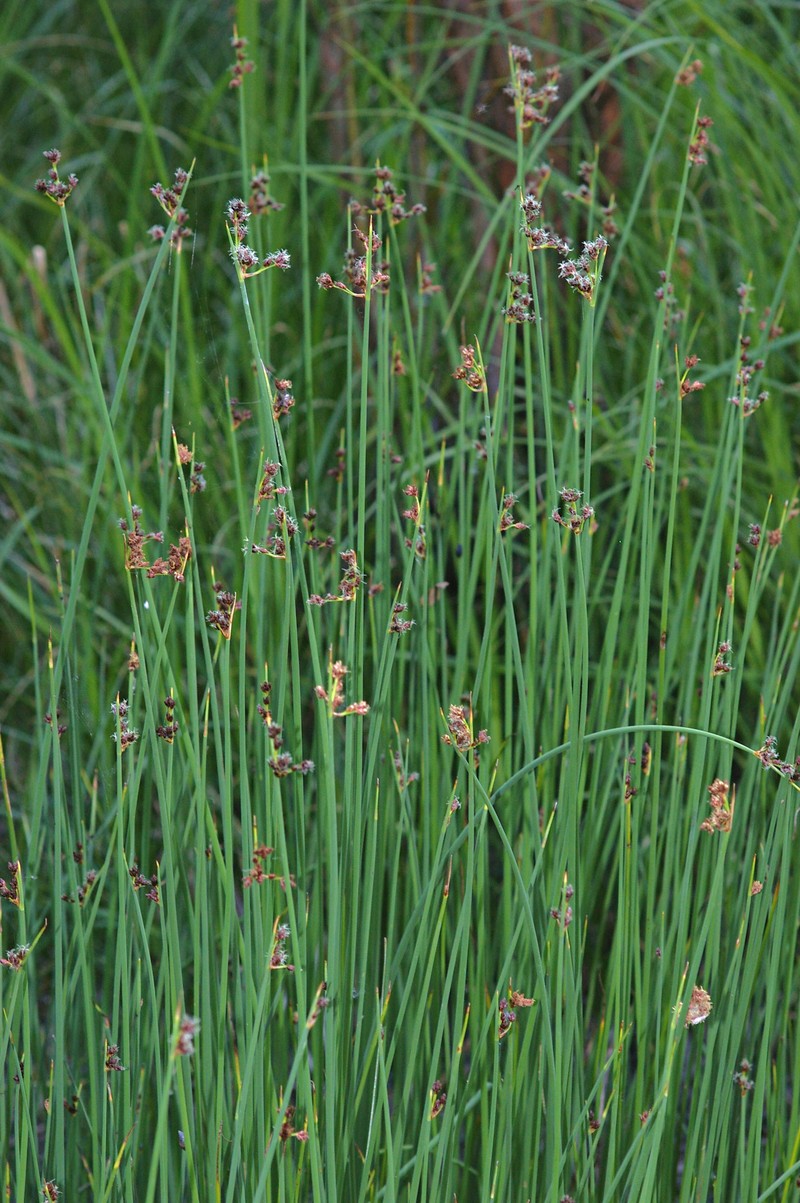 Softstem Bulrush