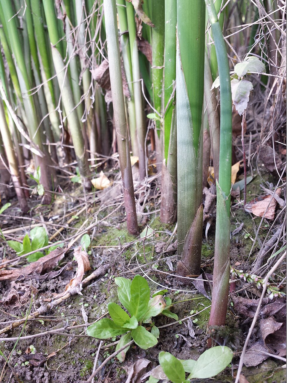 Softstem Bulrush photo 4