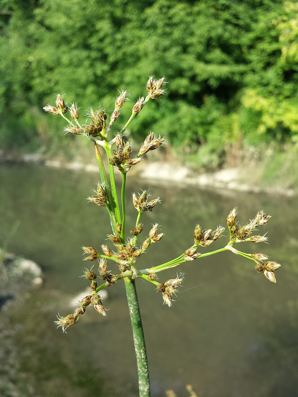 Softstem Bulrush photo 5