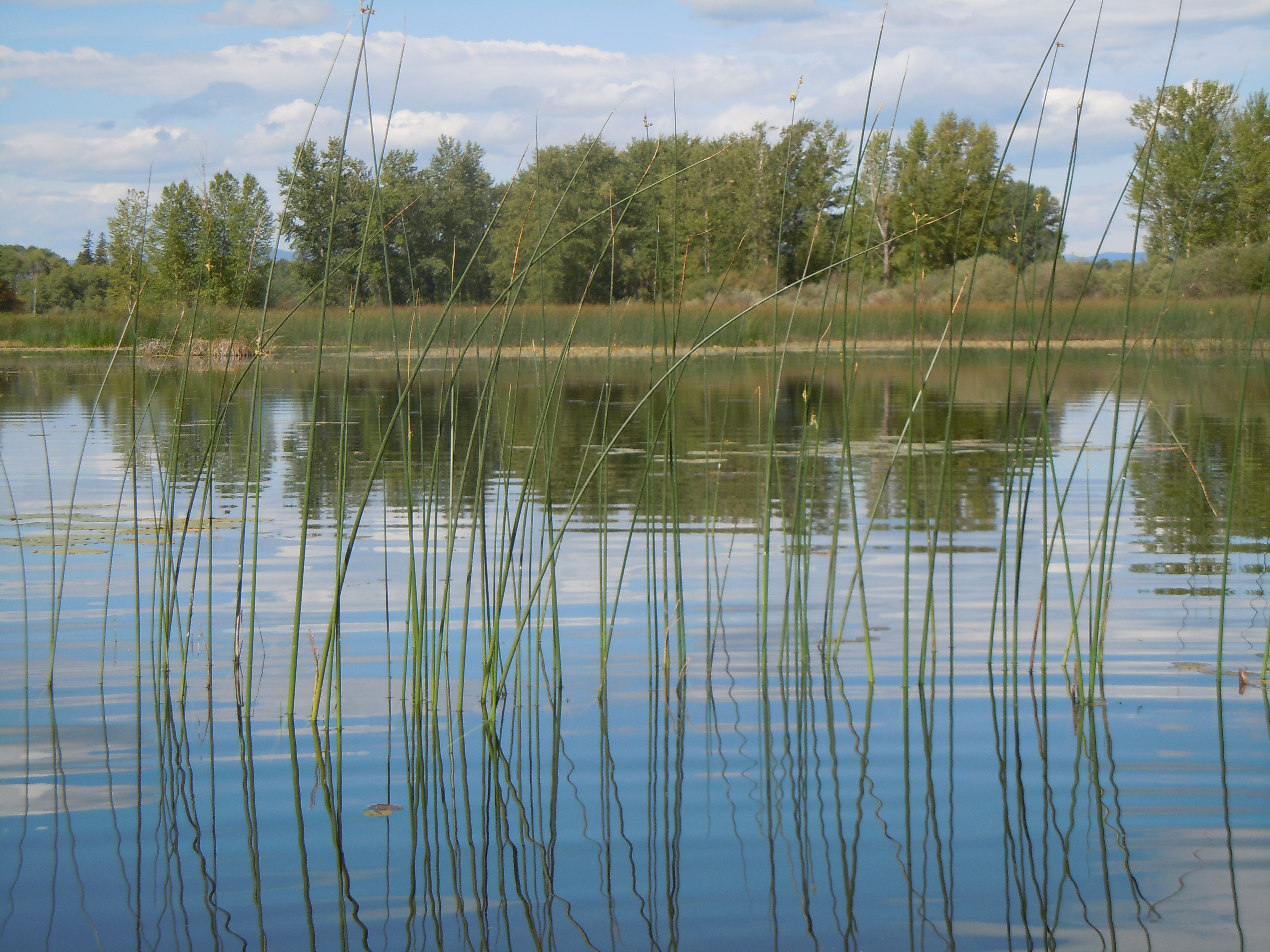 Softstem Bulrush photo 7