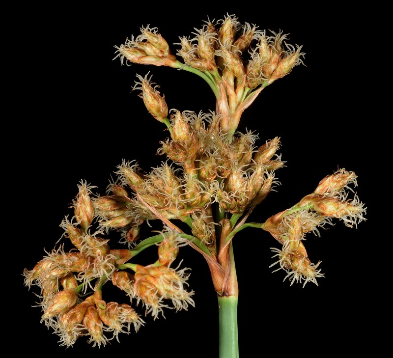 Softstem Bulrush photo 2