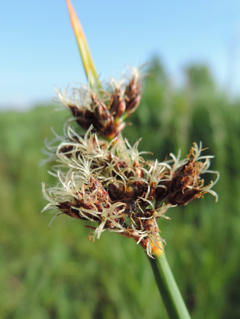 Softstem Bulrush photo 3