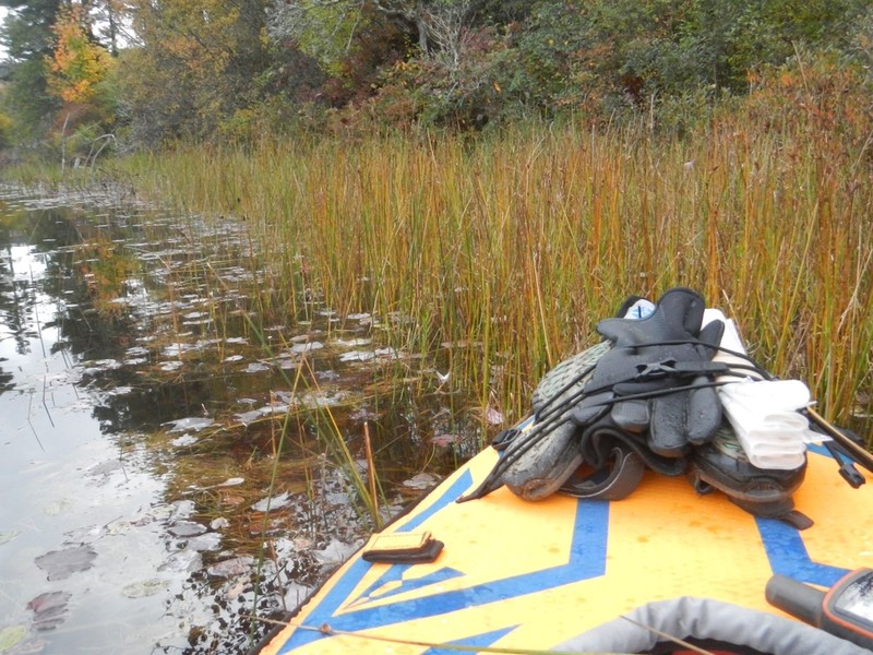 Torrey's Bulrush