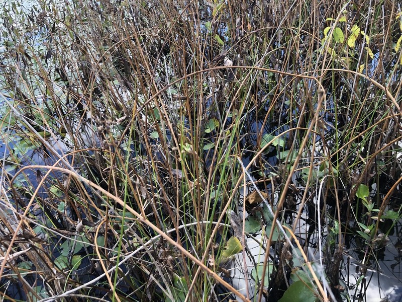 Torrey's Bulrush photo 2
