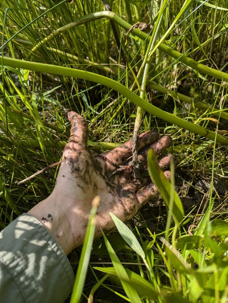 Torrey's Bulrush photo 3