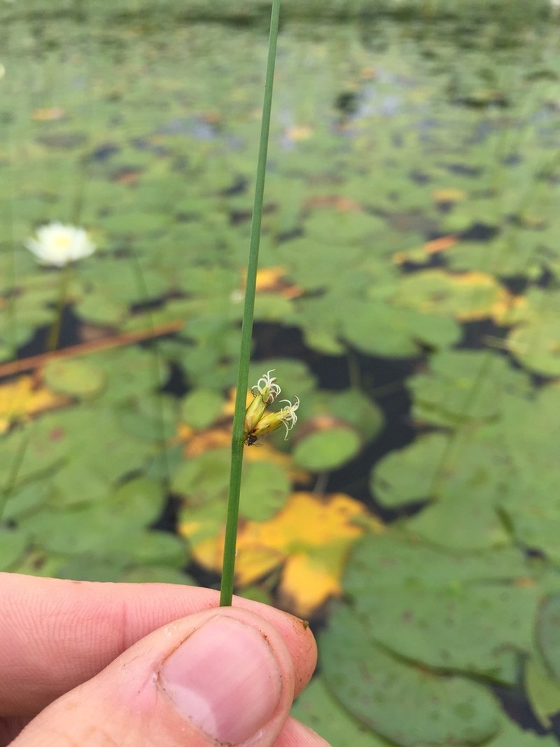 Torrey's Bulrush photo 4