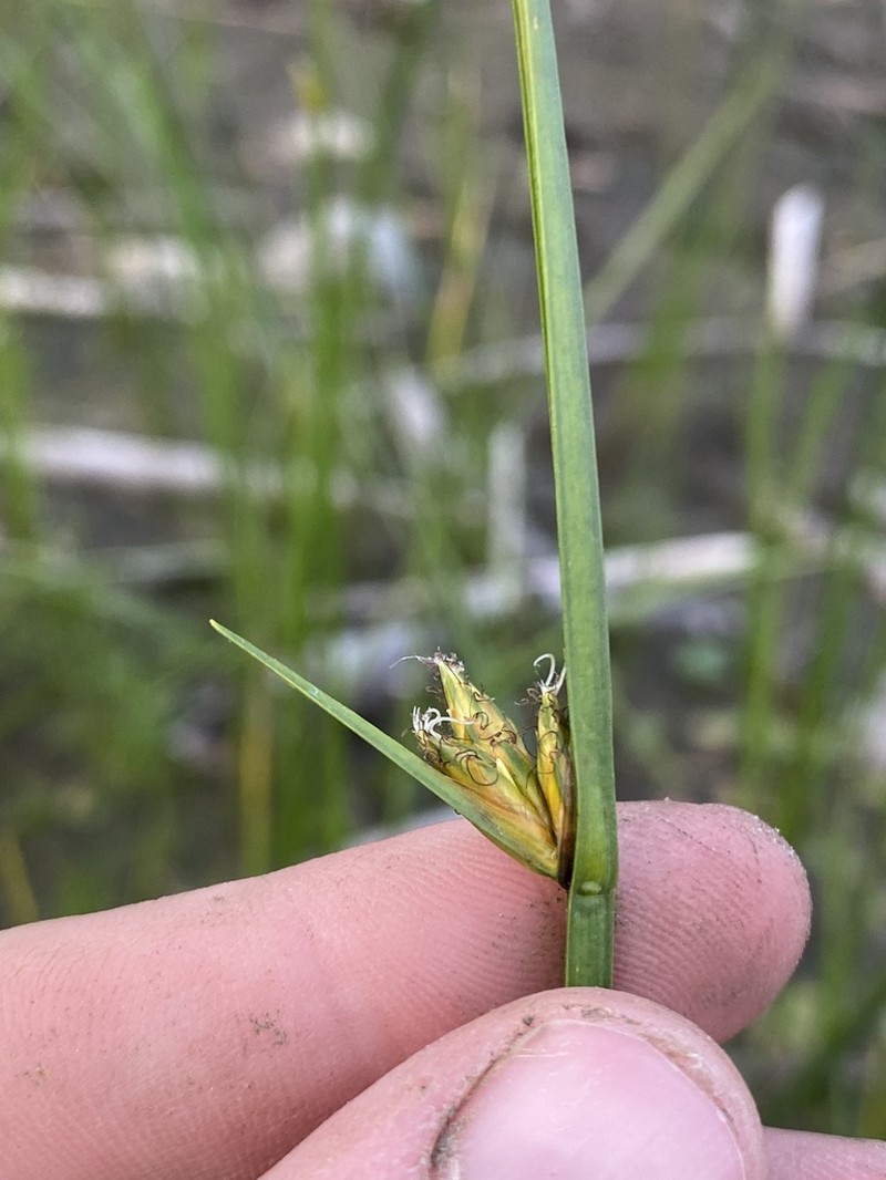 Torrey's Bulrush photo 5