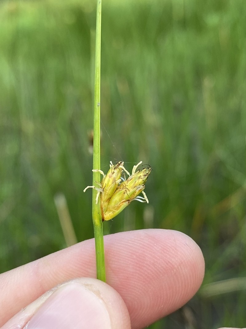 Torrey's Bulrush photo 6