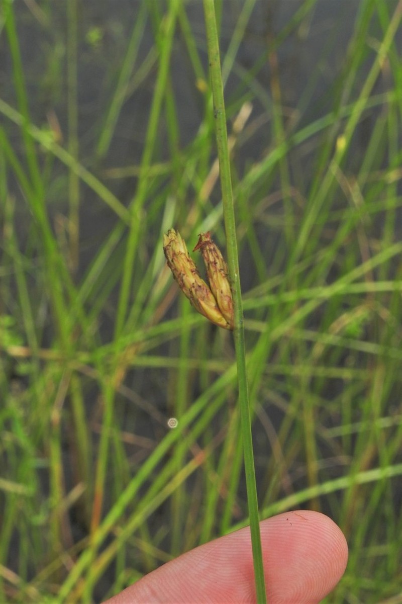 Torrey's Bulrush photo 8