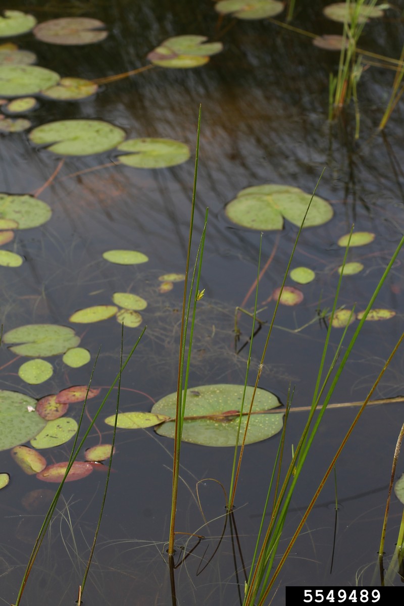 Torrey's Bulrush photo 2