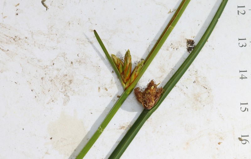 Torrey's Bulrush photo 3