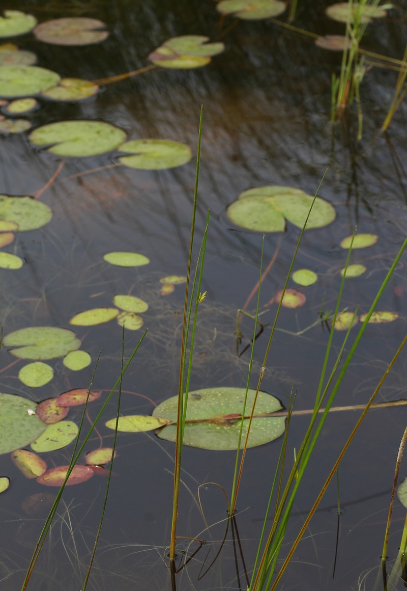 Torrey's Bulrush photo 4