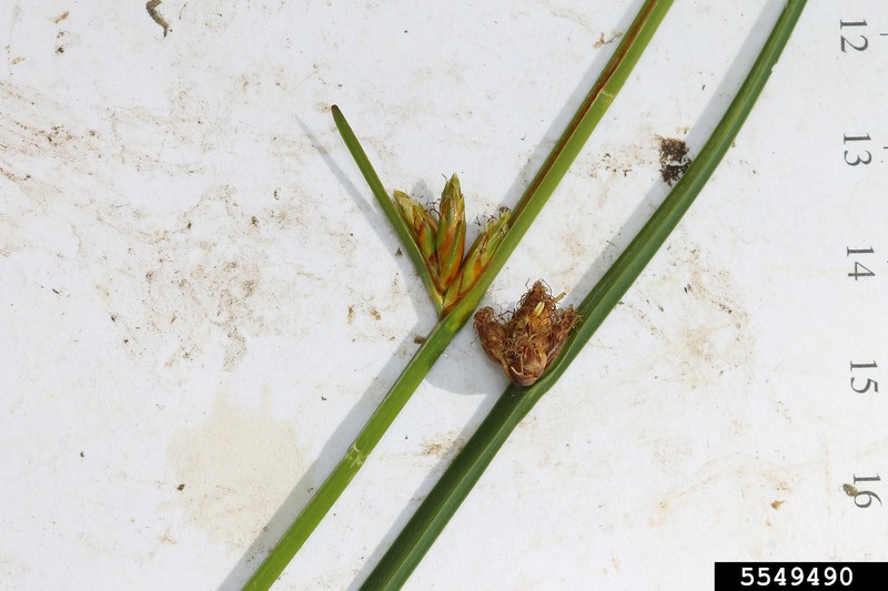 Torrey's Bulrush photo 5