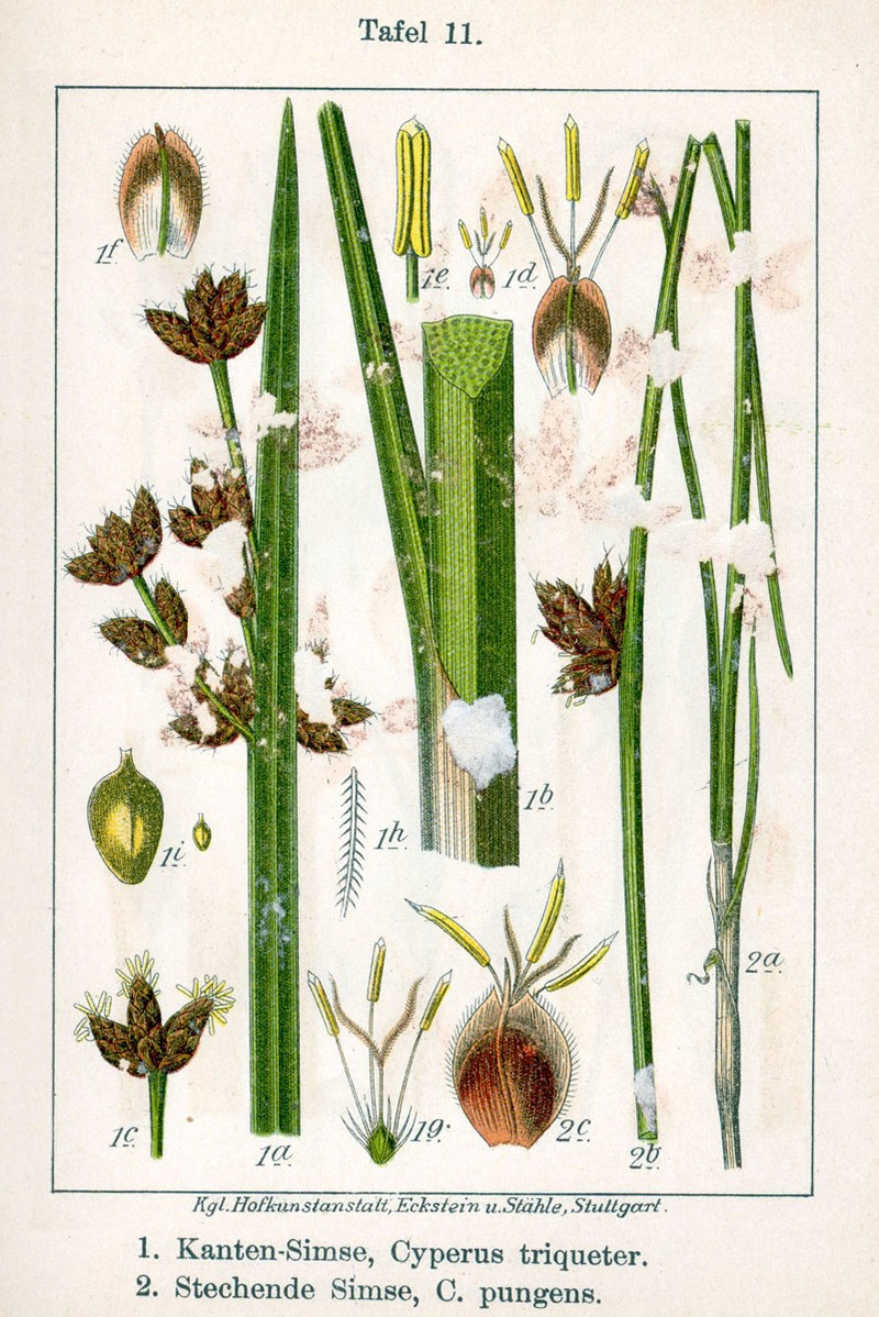 Streambank Bulrush photo 6