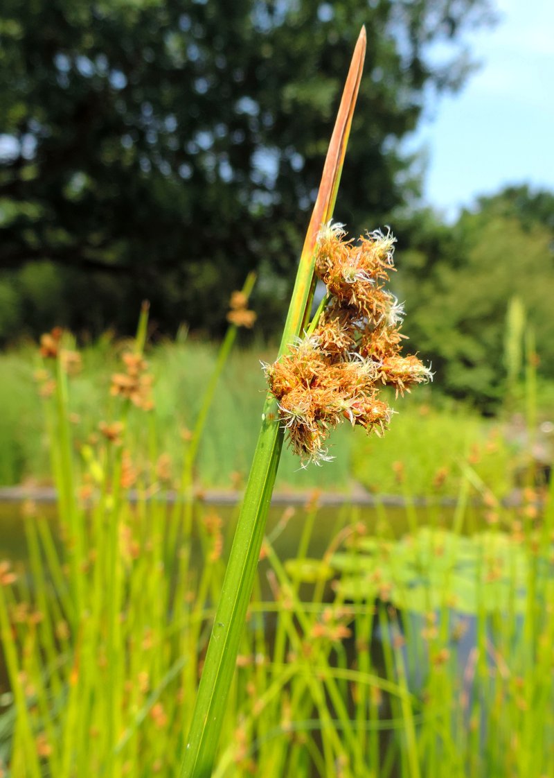 Streambank Bulrush