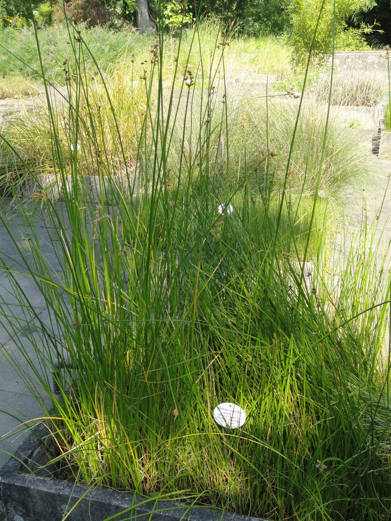 Streambank Bulrush photo 7