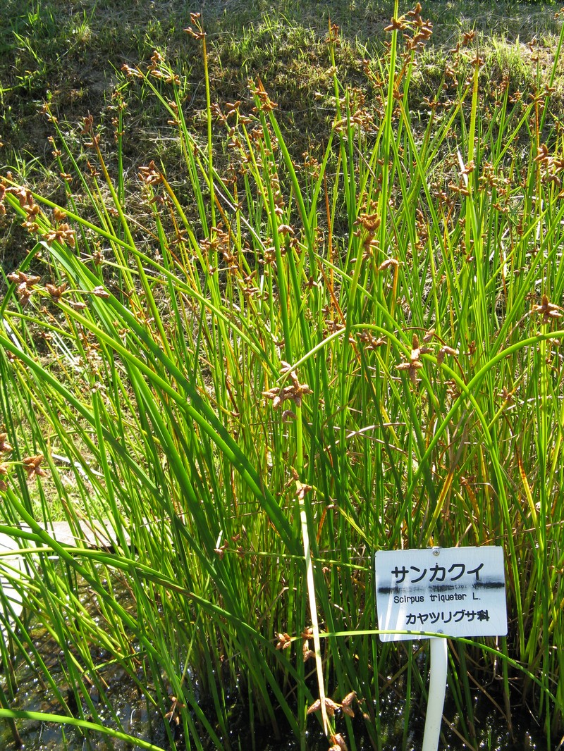 Streambank Bulrush photo 2