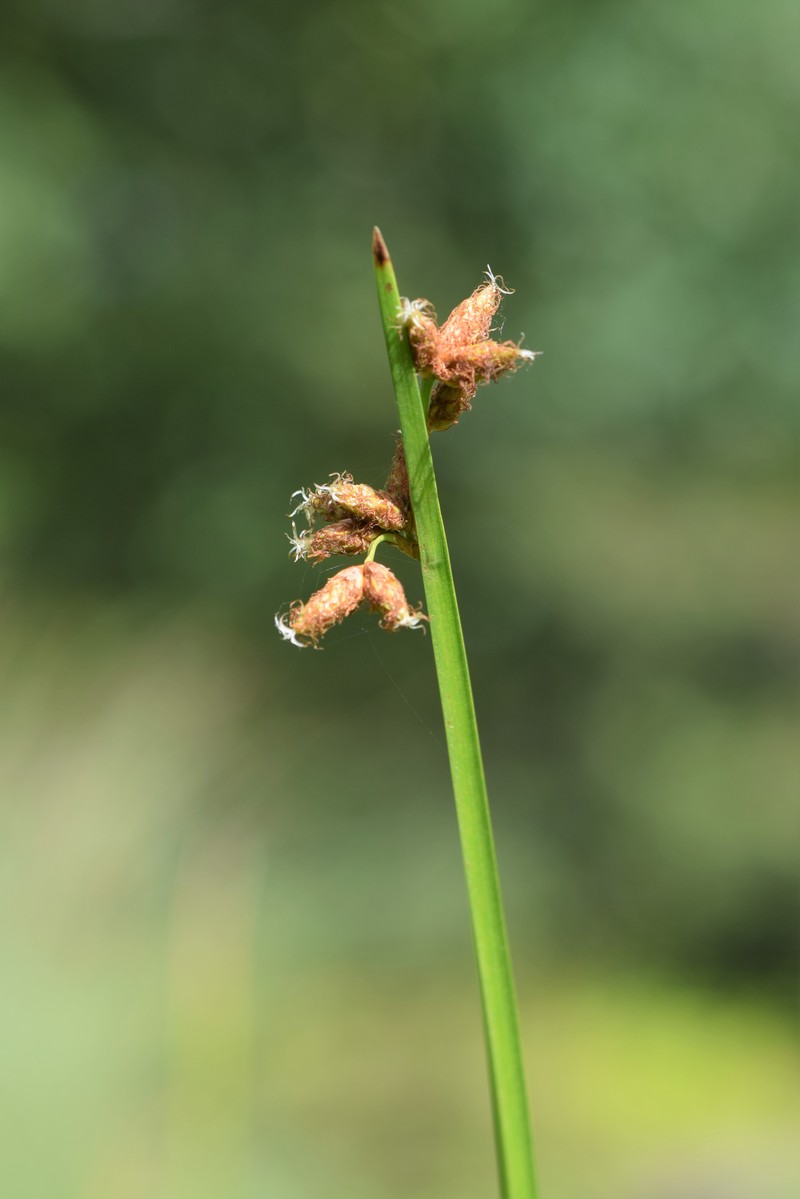 Streambank Bulrush photo 3