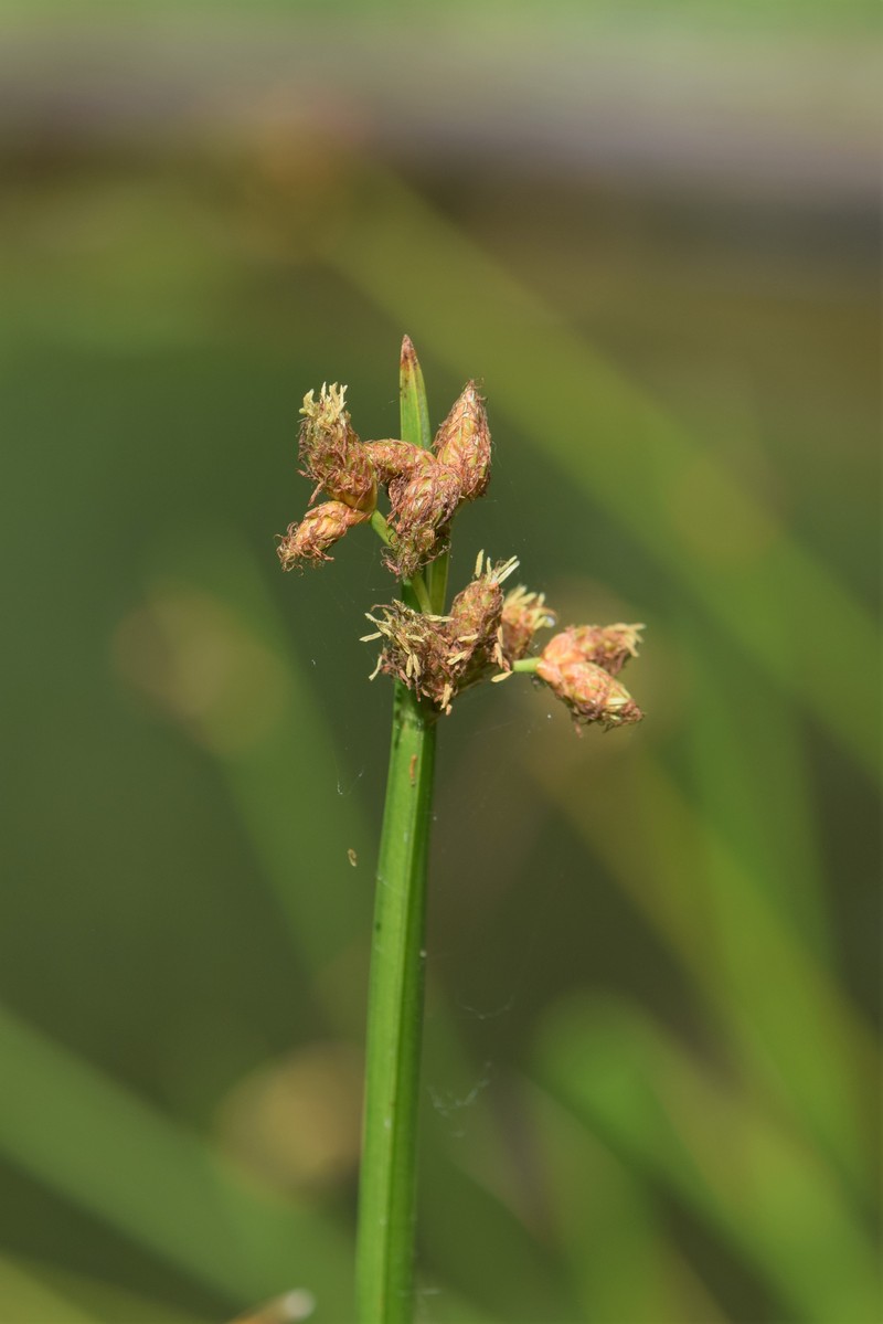 Streambank Bulrush photo 4