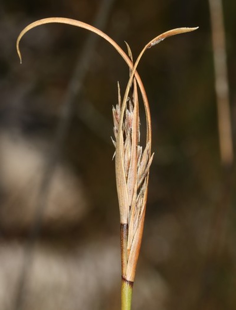 Schoenus albovaginatus