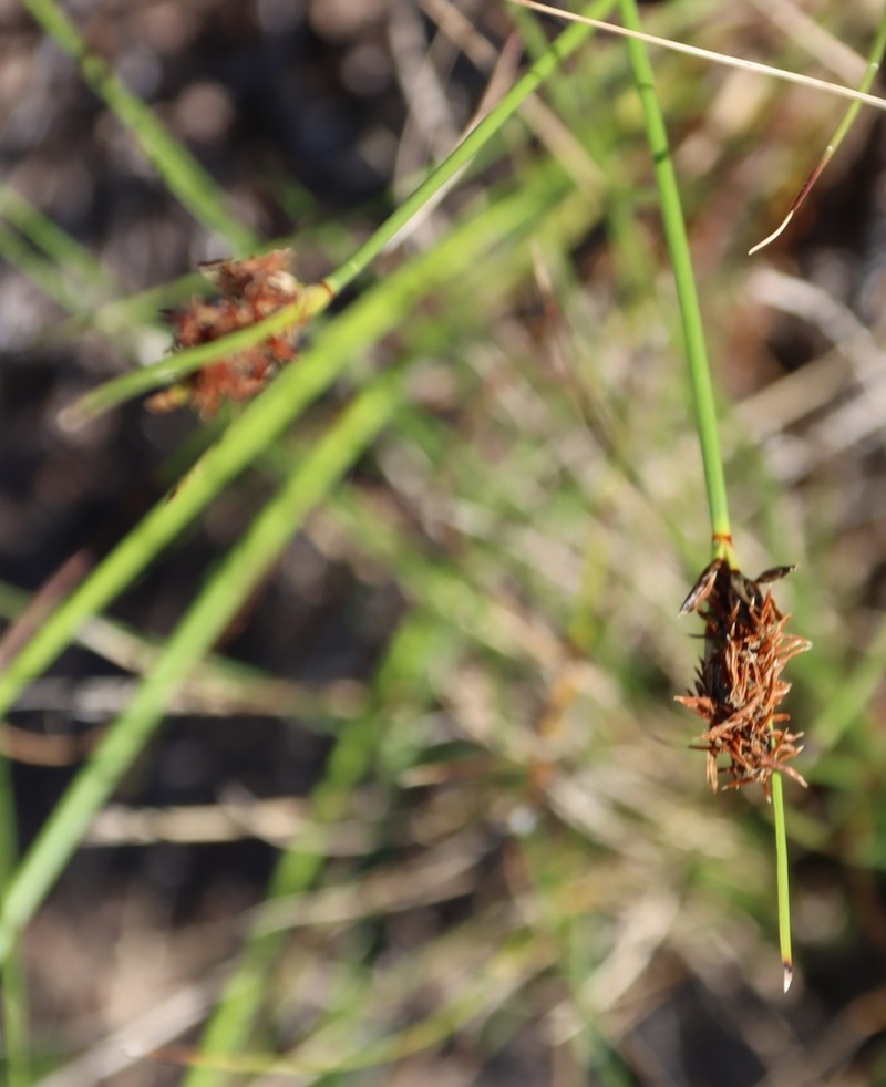 Schoenus auritus photo 2