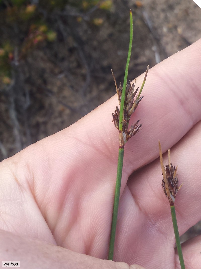 Schoenus auritus photo 3