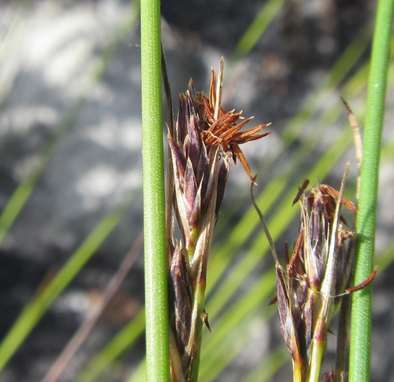 Schoenus auritus photo 4