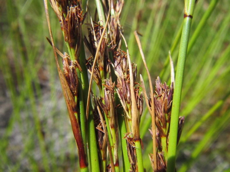 Schoenus auritus photo 5