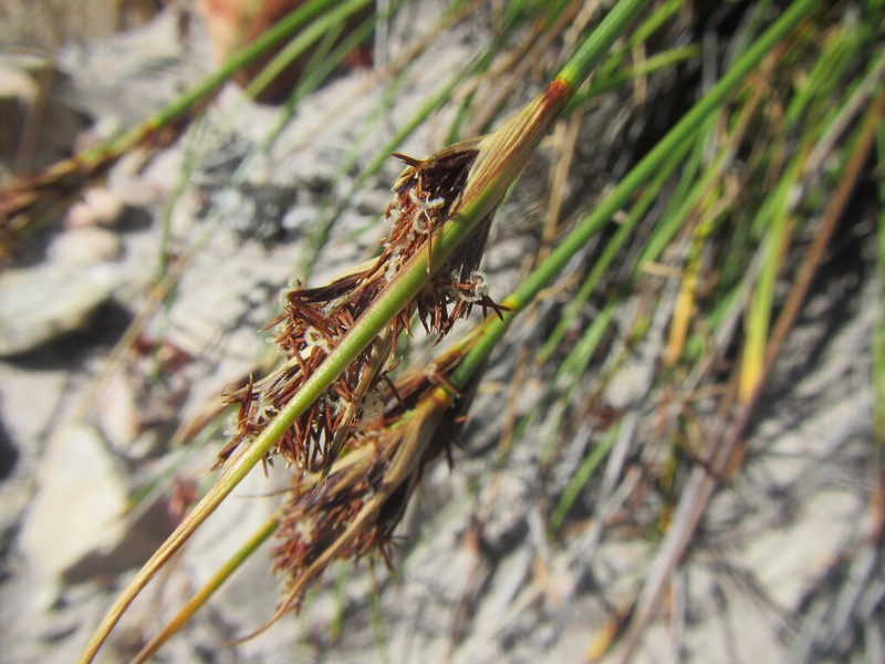 Schoenus auritus photo 6