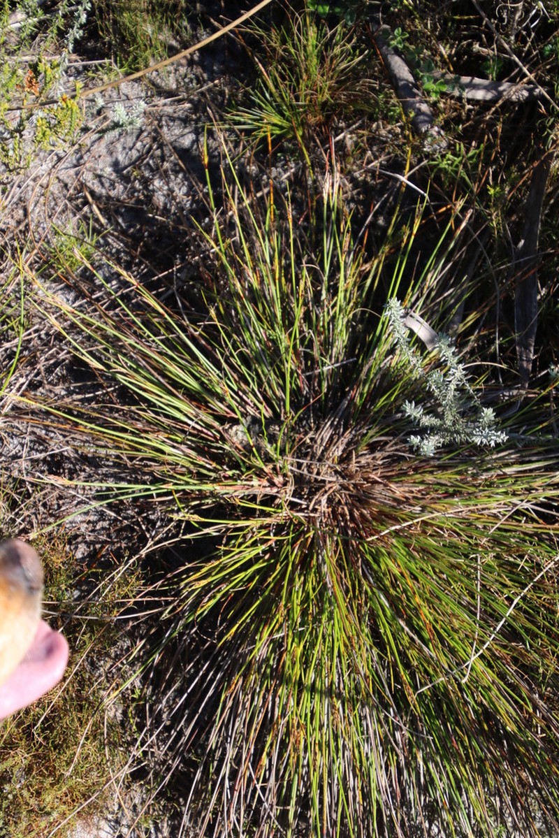 Schoenus auritus photo 7