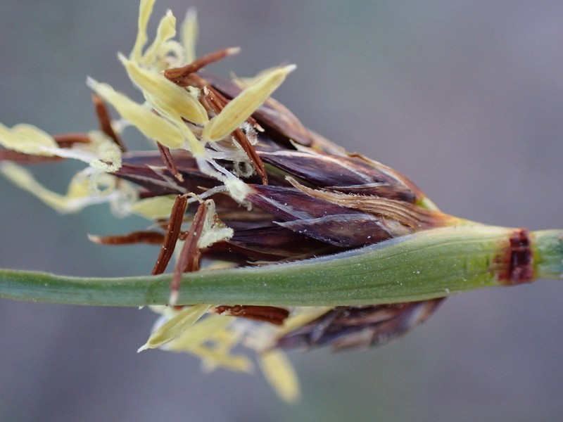 Schoenus auritus photo 8