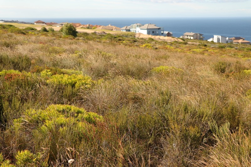 Schoenus australis