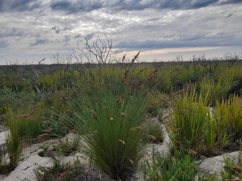 Schoenus australis photo 2