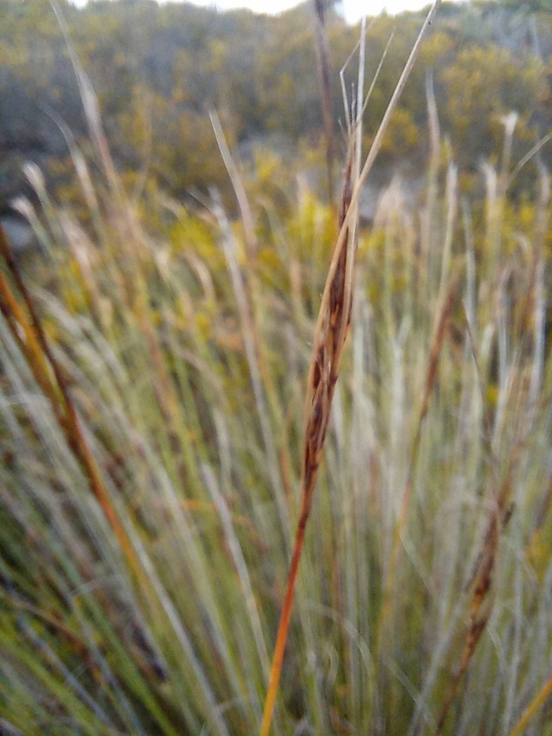 Schoenus australis photo 3