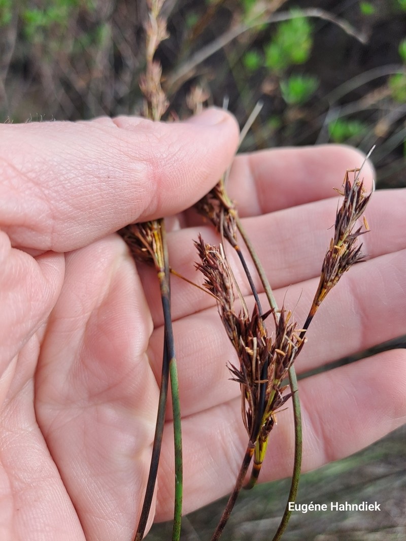 Schoenus australis photo 4