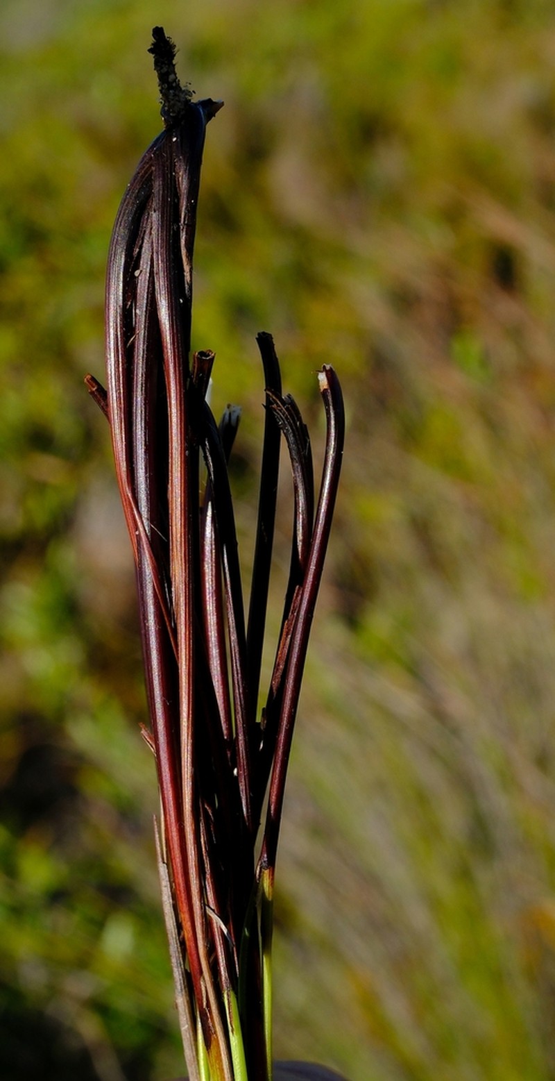 Schoenus australis photo 5