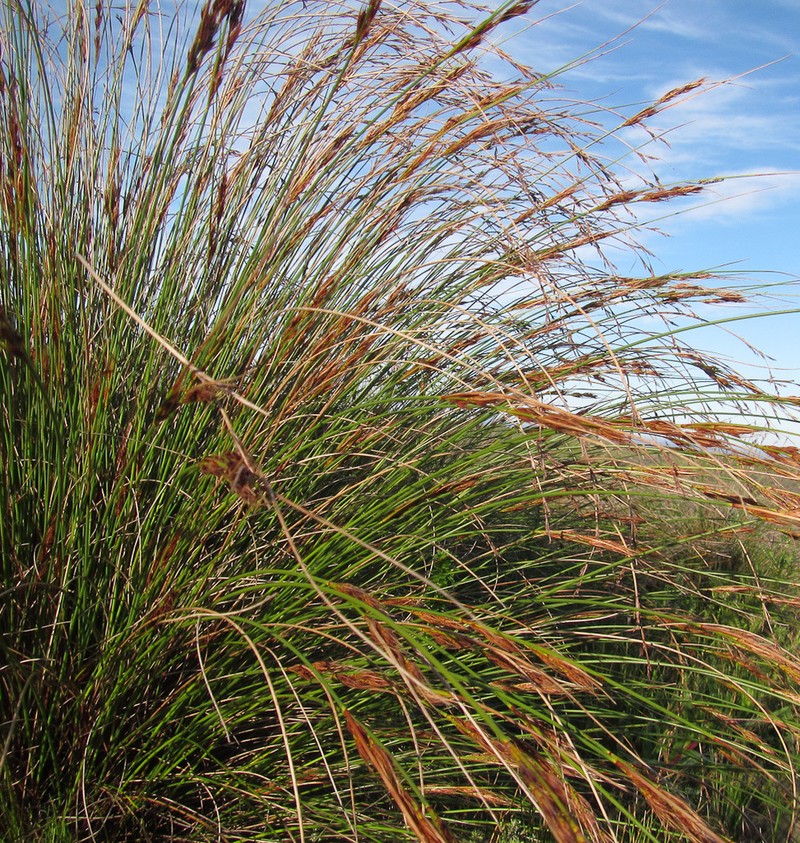 Schoenus australis photo 6