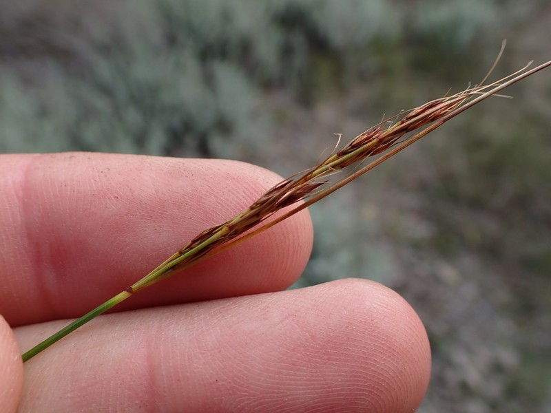 Schoenus australis photo 7