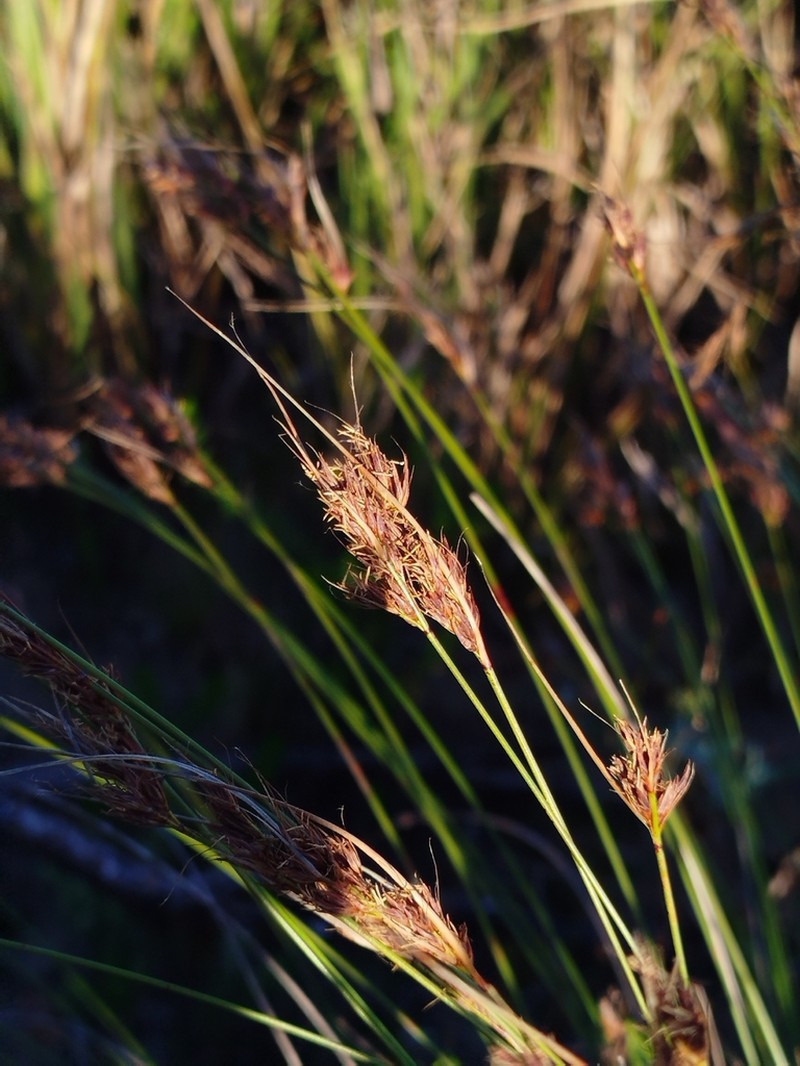 Schoenus australis photo 8