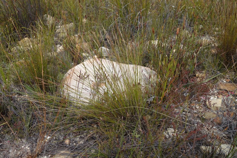 Schoenus bracteosus photo 2