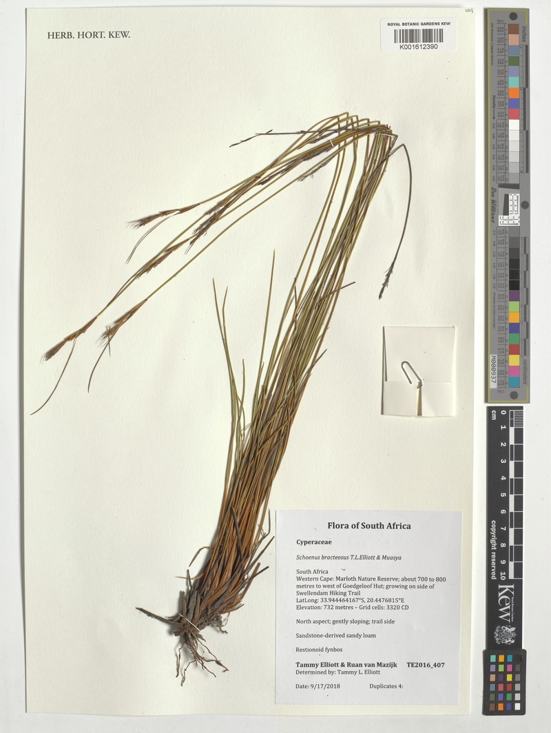 Schoenus bracteosus photo 3