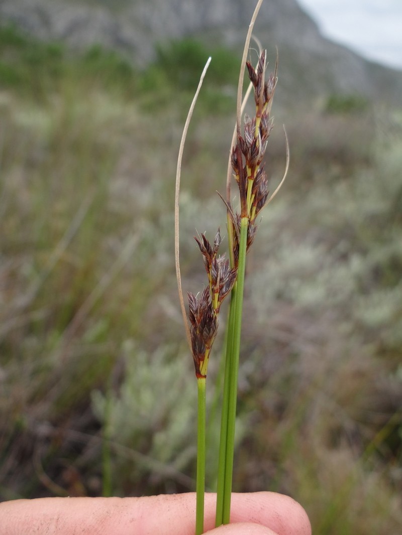 Schoenus brunnescens photo 3