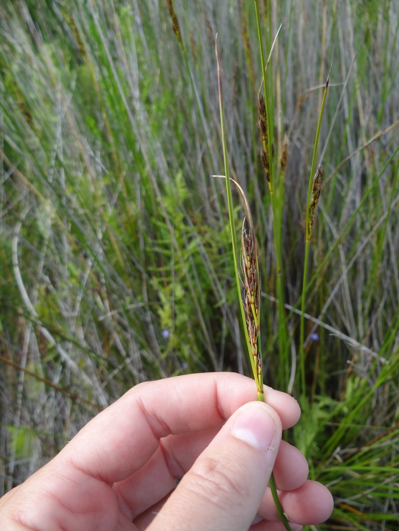 Schoenus brunnescens photo 4