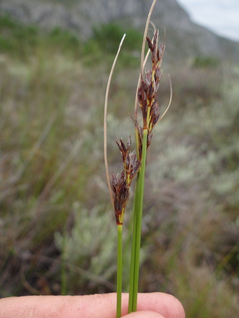 Schoenus brunnescens photo 5