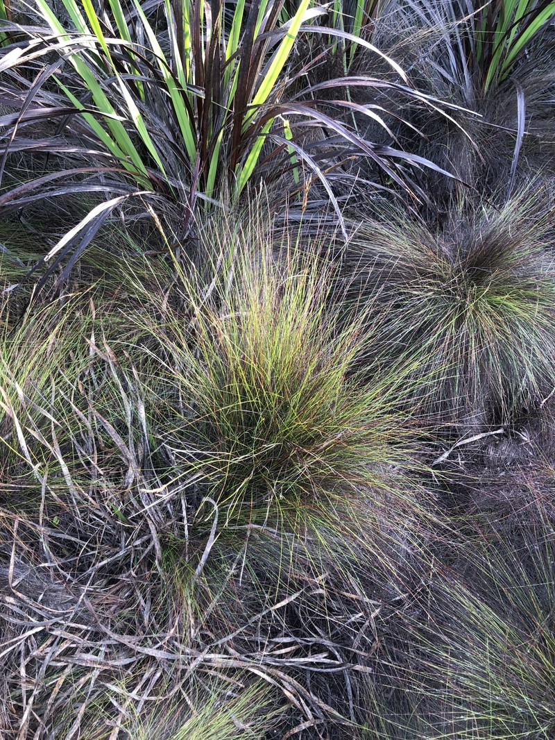 Schoenus brunnescens photo 6
